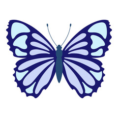 Butterfly 19