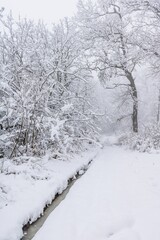 Obraz premium The frozen forest 