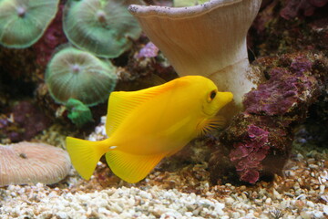 Poisson jaune