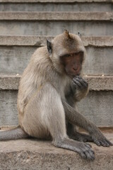 Singes – Thailande