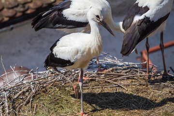 Stork nests in Cristian, Romania