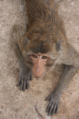 Singes – Thailande