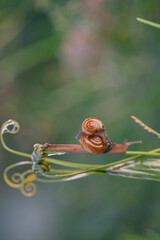 macro Small brown snail on a branch, Snail crawling on the tip of a leaf wrapped around it, looks beautiful beautifully with bokeh background, bokeh background for copy space text