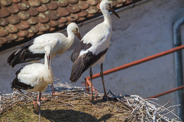 Stork nests in Cristian, Romania