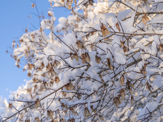 Christmas, red lantern.on a branch against the backdrop of a winter landscape,.  White snow on the branches.