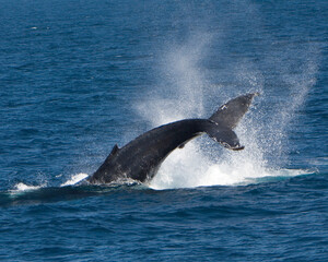Humpback Whale Tail Slap Off Baja California