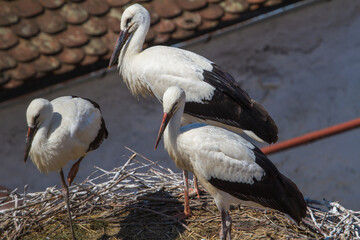 Fototapeta premium Young storks in the nest, Cristian Romania