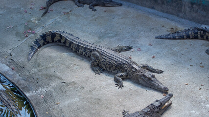 Crocodiles – Thailand