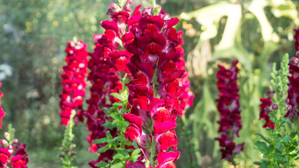 Orchidées – Thailand © Damien Planchon