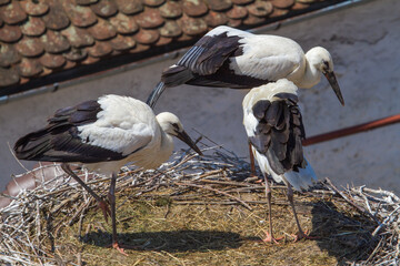 Young storks in their nest