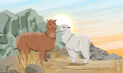 Fototapeta premium Two alpacas in a valley with dry grass near rocky cliffs. Vector realistic landscape