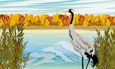 Fototapeta premium Common crane or Grus grus or Eurasian crane. Gray crane on the shore of the lake. Thickets of grass and autumn forest. Realistic Vector Landscape