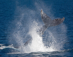 Humpback Whale Tail Slap Off Baja California