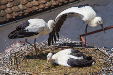 Stork nests in Cristian, Romania