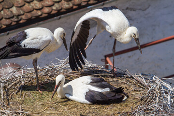 Young storks in the nest
