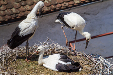 Young stork in the nest, Cristian Romania
