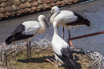 Young storks in Cristian, Romania