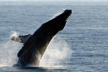 Obraz premium Breach