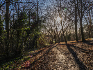 railway in the woods