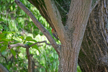 Woodpecker Bird 