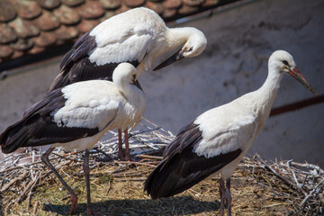Young storks in their nest