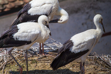 young storks