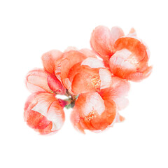 Watercolor illustration with Chaenomeles japonica. Japanese quince on a white background. valentine's day.