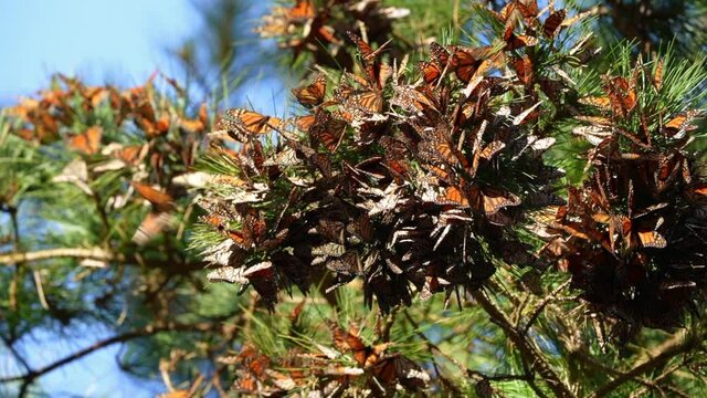 Monarch butterfly cluster in Pacific Grove Santa Cruz California.