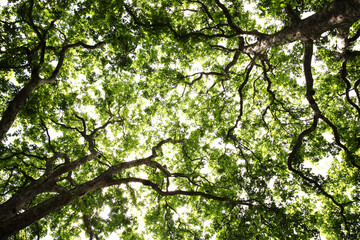 London plane tree green leaf canopy background with a looking up diminishing perspective, stock photo image - obrazy, fototapety, plakaty