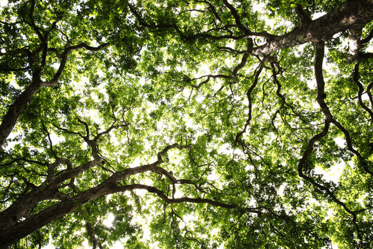London plane tree green leaf canopy background with a looking up diminishing perspective, stock photo image