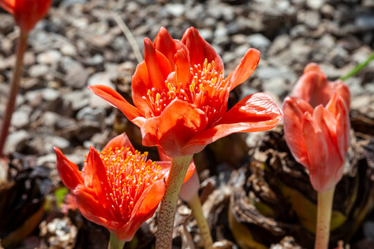 Haemanthus coccineus a red bulbous spring summer perennial summer flower plant commonly known as blood flower, blood lily or paintbrush lily, stock photo image