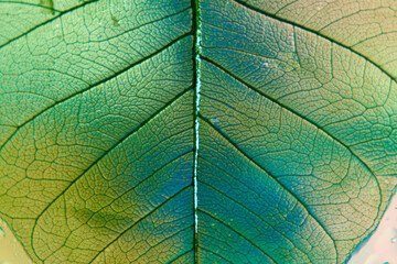 Naklejka na ściany i meble Transparent green leaf, veins. Closeup.