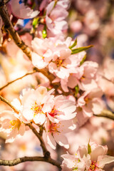 almond tree bloom