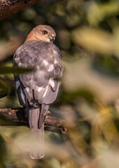 Shikra giving a shoulder pose