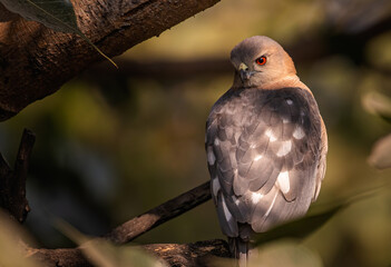 A Shikra in a golden light