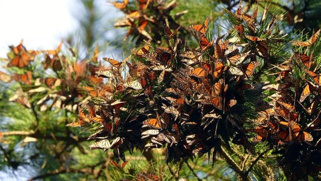 Monarch butterfly cluster in Pacific Grove Santa Cruz California.