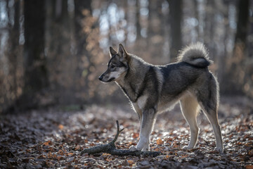 Dog - West Siberian Laika, which is like a wolf. Dog in the forest with a dark background.
