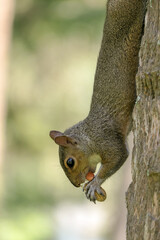 Naklejka na ściany i meble squirrel hanging off a tree eating