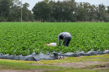 Worker picking Strawberries from the field