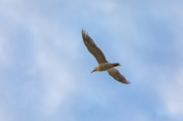 Ring-billed Gull Larus delawarensis Flying -Richmond BC