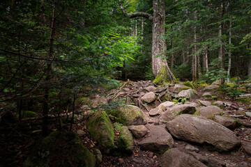 Trail to Lonesome Lake, White Mountains, New Hampshire