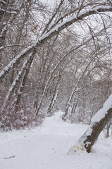 Snow Hiking Trail in Winter