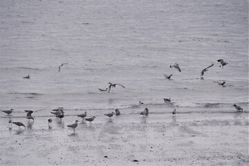 Oiseaux sur la plage 