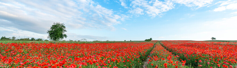 Beautiful summer landscape - field full of red popy flowers