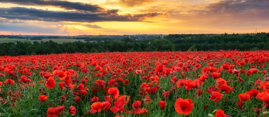 Peel and stick wall murals Poppy Beautiful poppy field during sunset