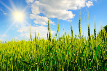 Obraz premium Ears of wheat, field and sun on blue sky.