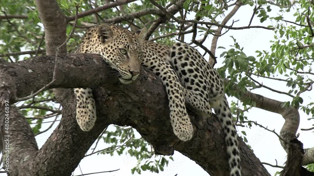 Poster a gorgeous leopard resting high in a tree during the daytime.