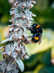 Bumblebee Queen