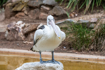 Close up of a Australian pelican, Pelecanus conspicillatus, sitting on a boulder with bill resting on chest and face on lens