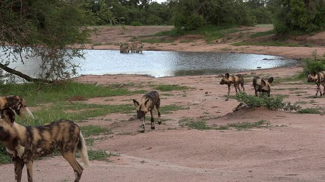 A pack of wild dogs passing in front of a waterhole with hyenas and a safari vehicle in background.
